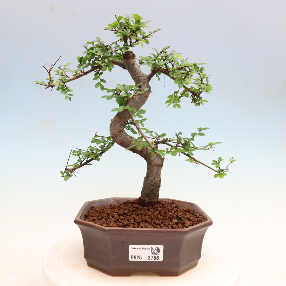 Room bonsai - Ulmus parvifolia - Small-leaved elm