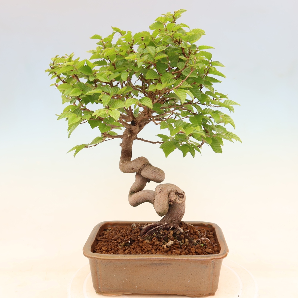 Outdoor bonsai -Carpinus coreana - Korean Hornbeam