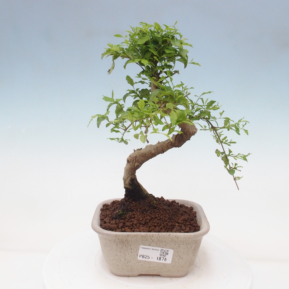 Indoor bonsai -Ligustrum chinensis - Bird's beak