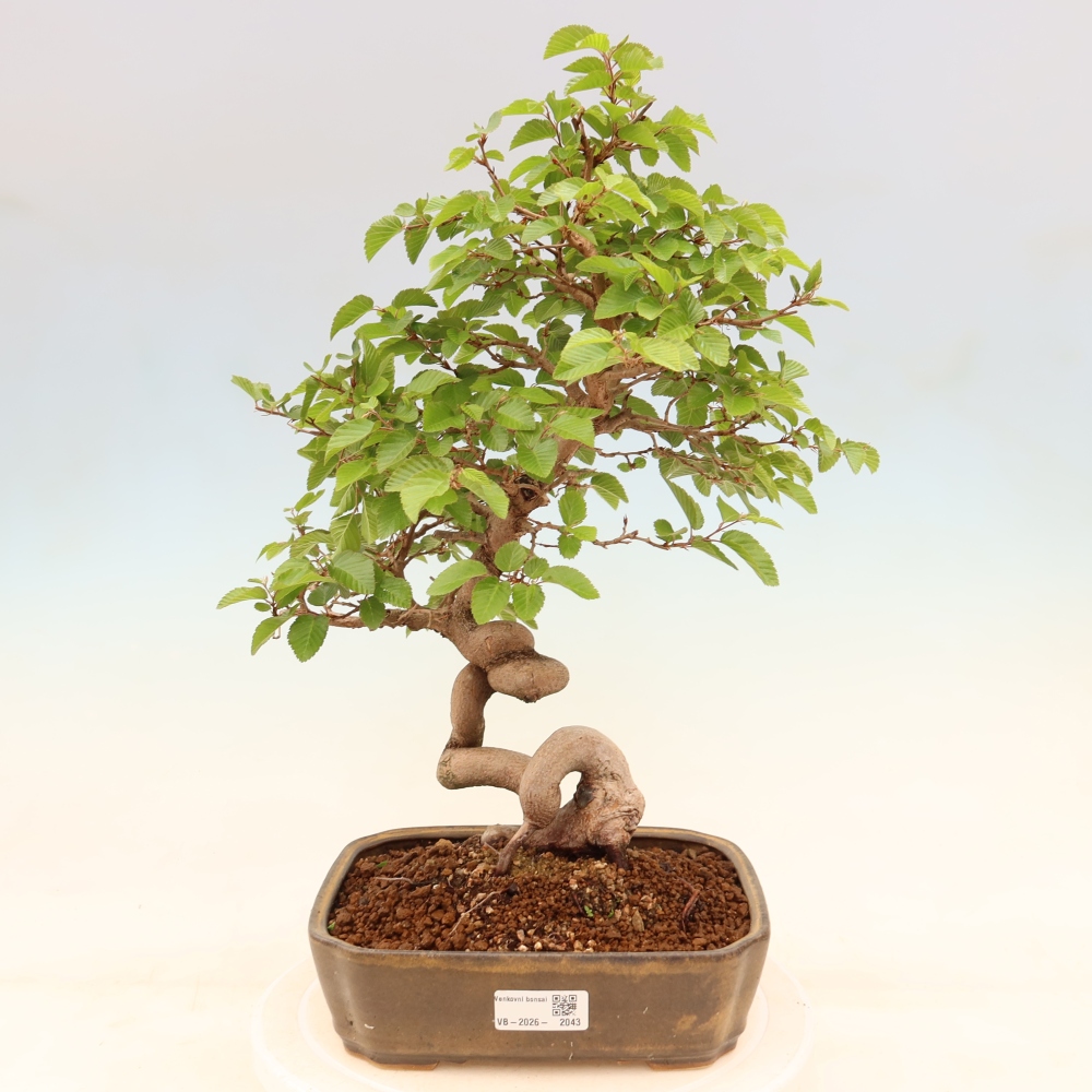 Outdoor bonsai -Carpinus coreana - Korean Hornbeam