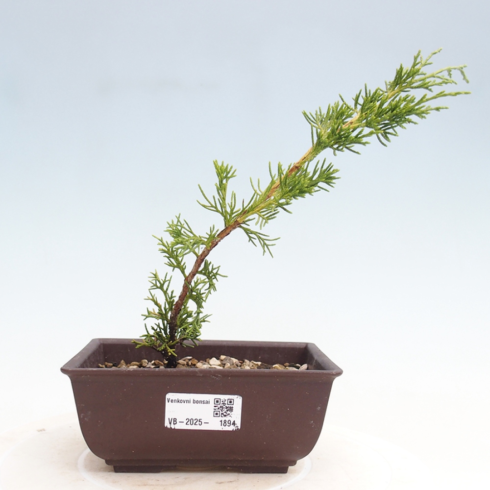 Outdoor bonsai - Juniperus chinensis Itoigawa - Chinese juniper