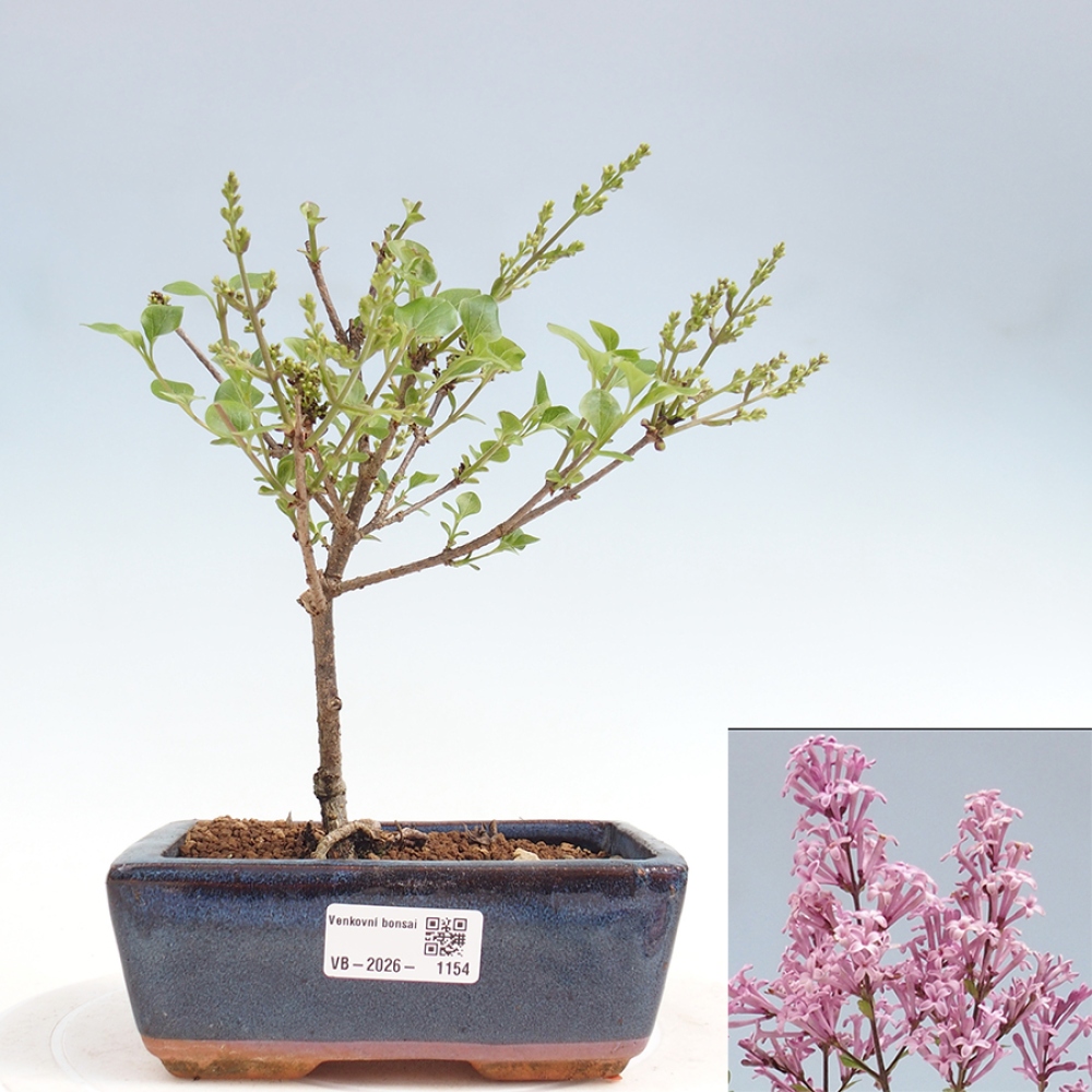 Outdoor bonsai - Syringa Meyeri Palibin - Meyer's Lilac