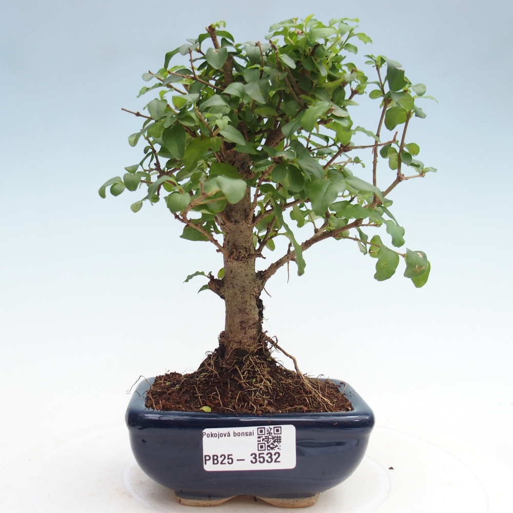 Room bonsai -Ligustrum chinensis - Birds Beak