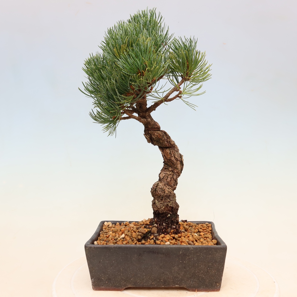 Outdoor bonsai - Pinus parviflora - Pinus parviflora