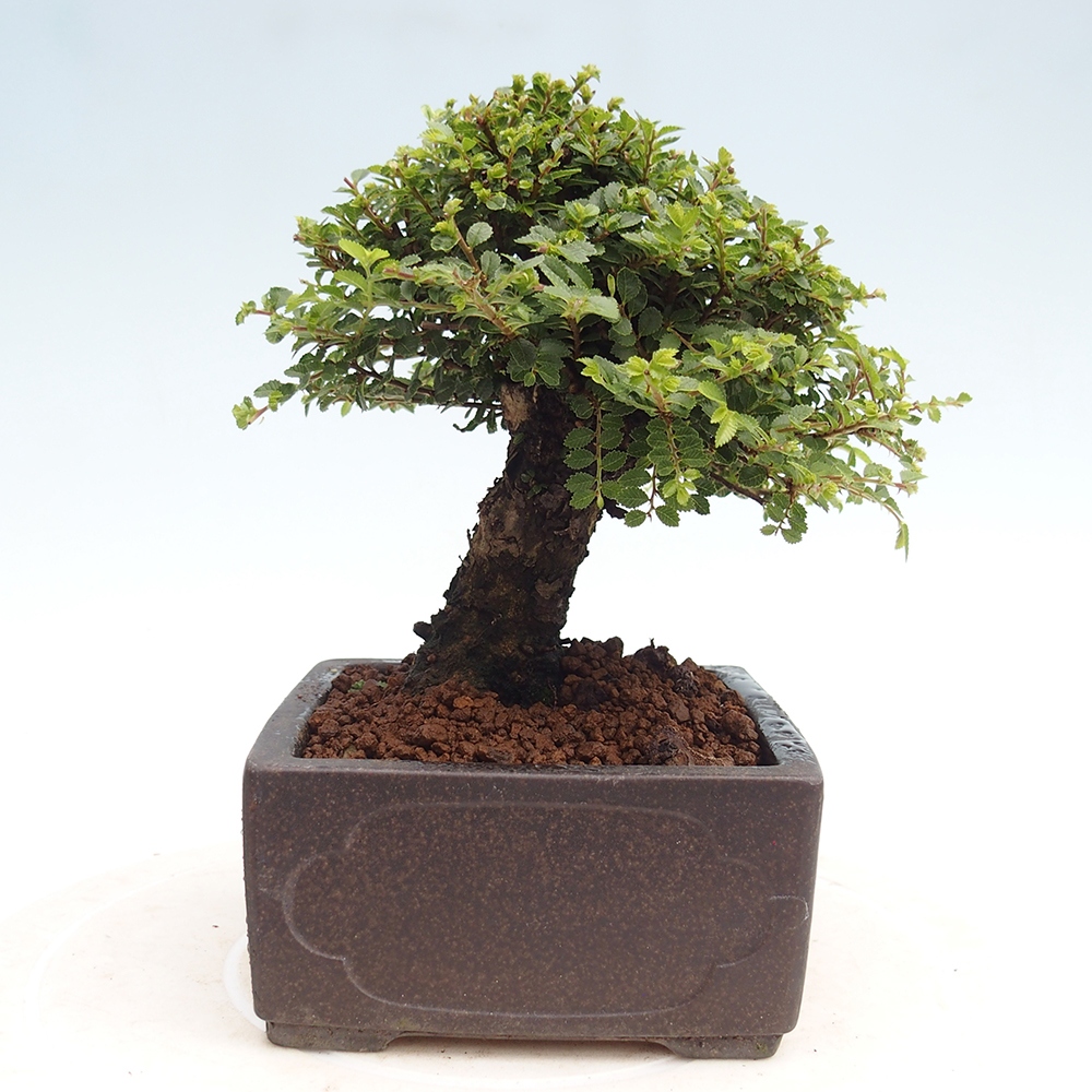 Outdoor bonsai - Ulmus parvifolia Hokkaido - Chinese elm