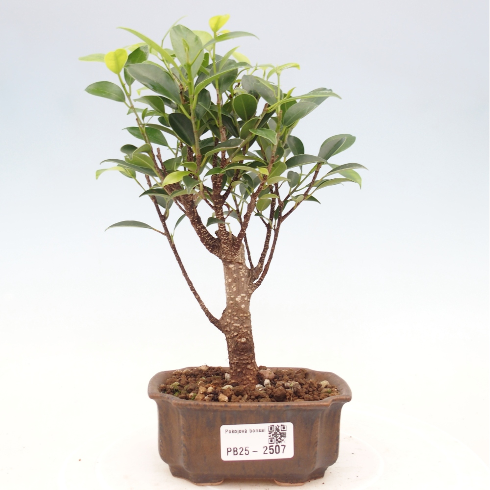 Indoor bonsai - Small-leaved ficus - Ficus kimmen