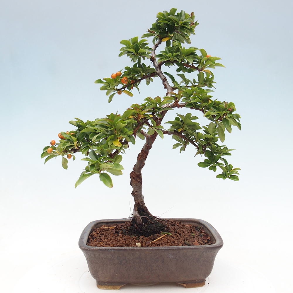 Outdoor bonsai-Pyracantha Teton -Hlox