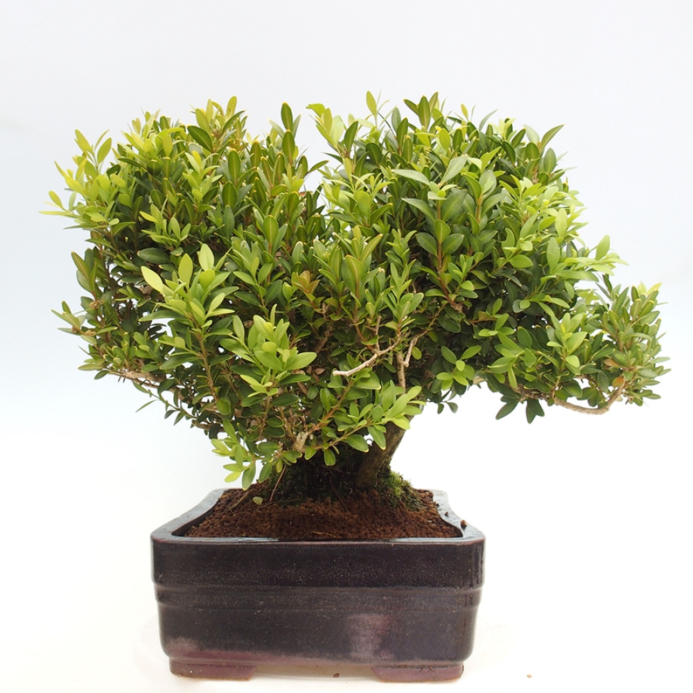 Outdoor bonsai - Buxus sempervirens - boxwood