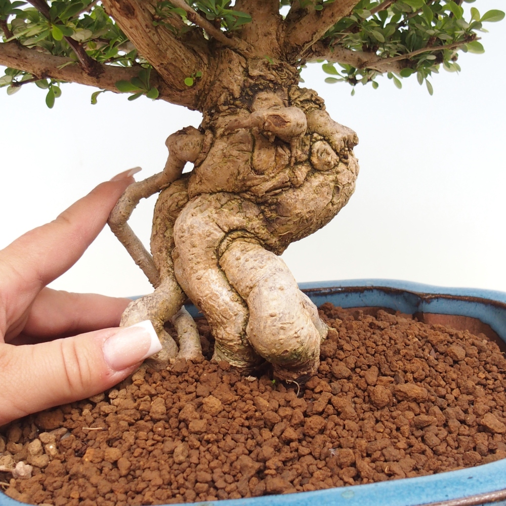 Outdoor bonsai - Berberis coreana