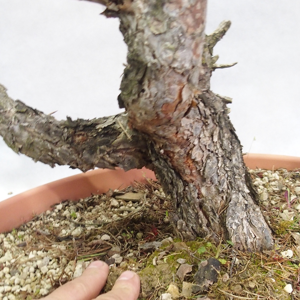 Yamadori - Pinus sylvestris 