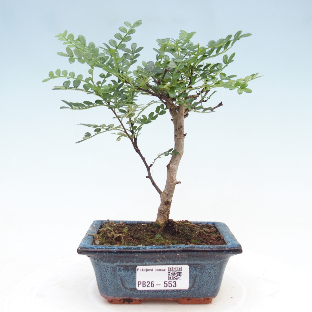 Room bonsai - Zantoxylum piperitum - pepper tree