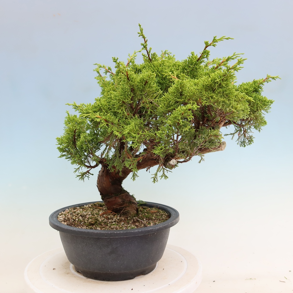 Outdoor Bonsai - Juniperus chinensis Itoigawa - Chinese Juniper