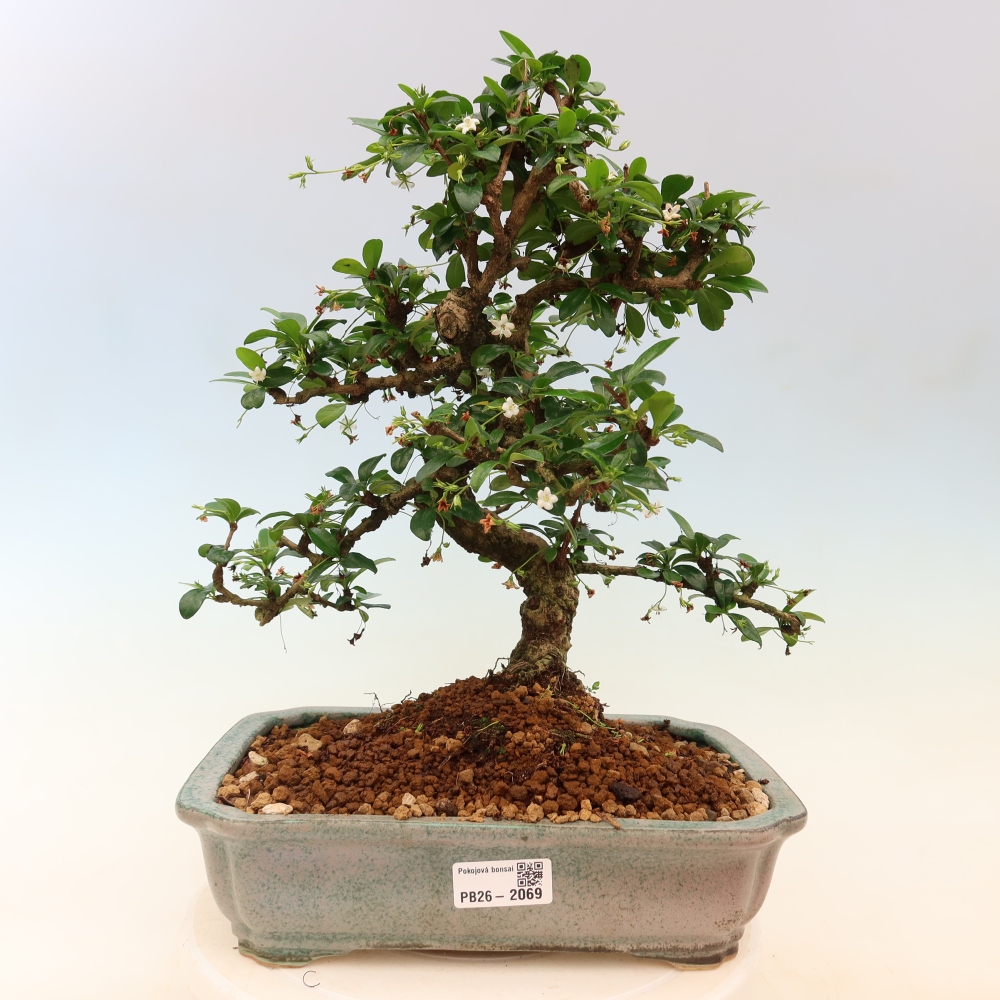 Room bonsai - Carmona macrophylla - Tea fuki