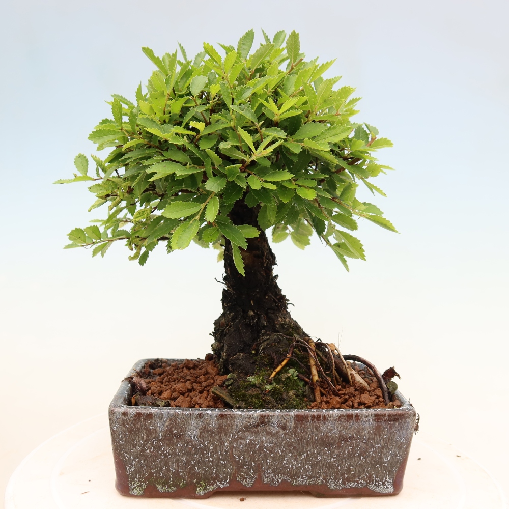 Outdoor bonsai - Zelkova - Zelkova NIRE