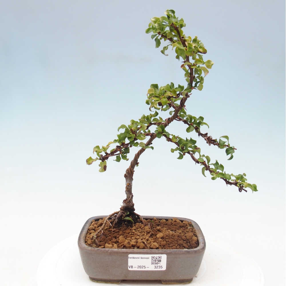 Outdoor bonsai - Chaenomeles with. Red Joy - Quince