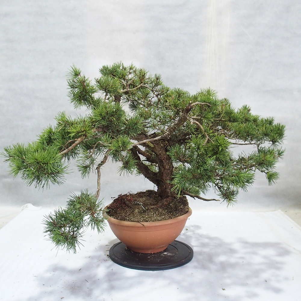 Yamadori - Pinus sylvestris 