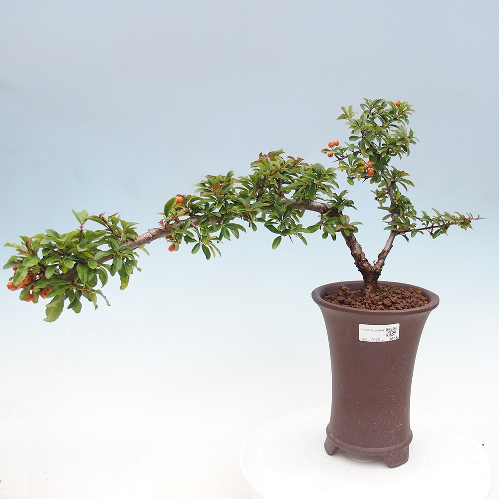 Outdoor bonsai-Pyracantha Teton -Hlox