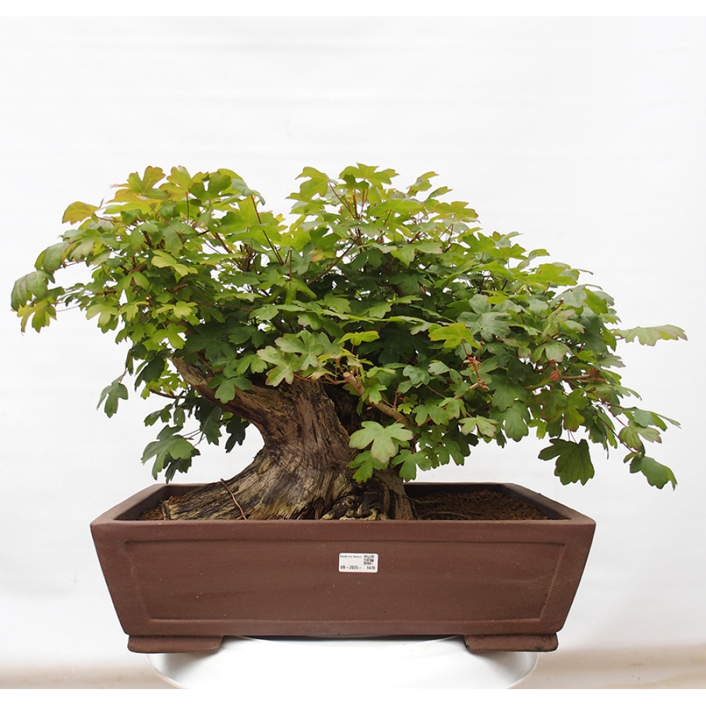 Outdoor bonsai - Baby maple - Acer campestre