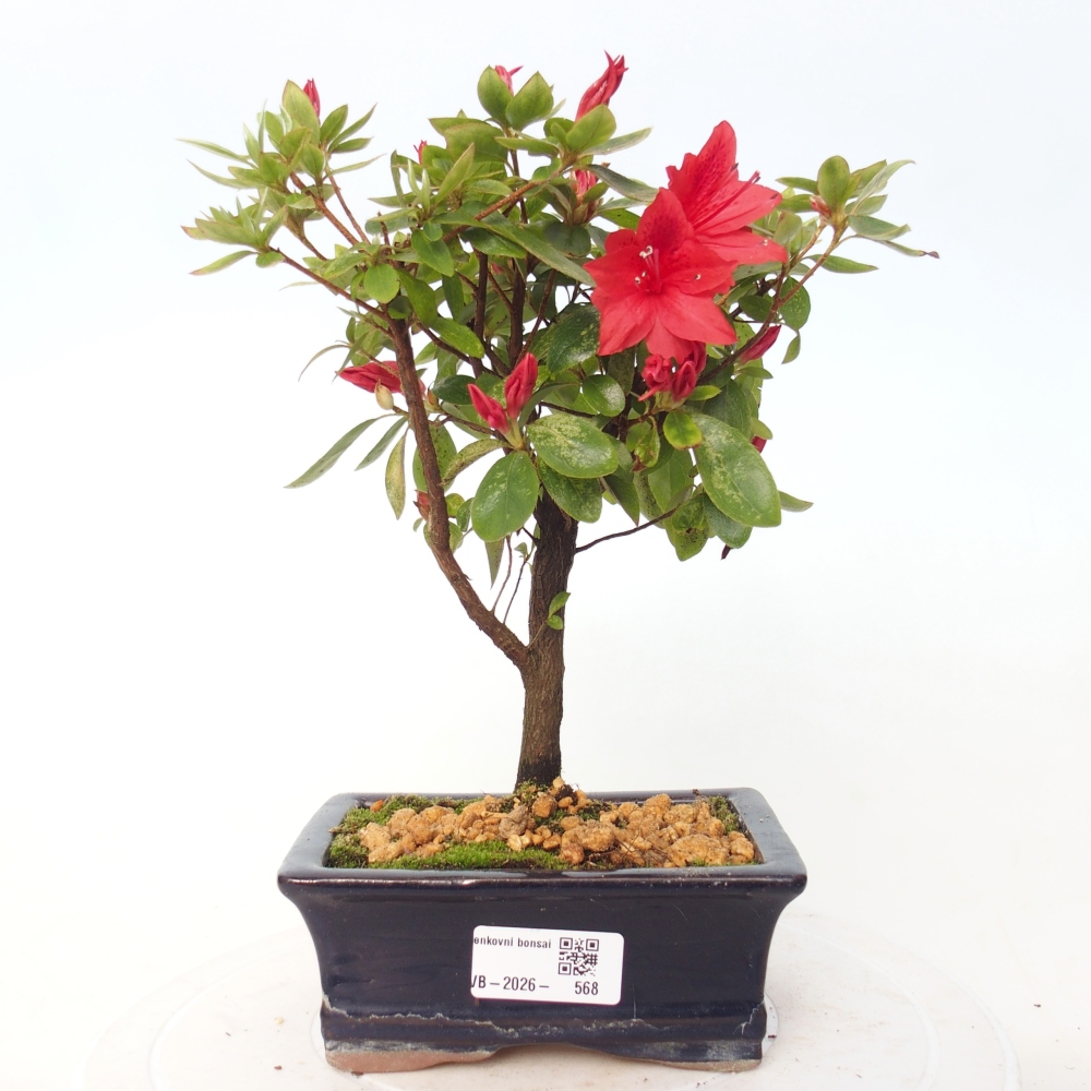Outdoor bonsai - Japanese azalea - Azalea sp.