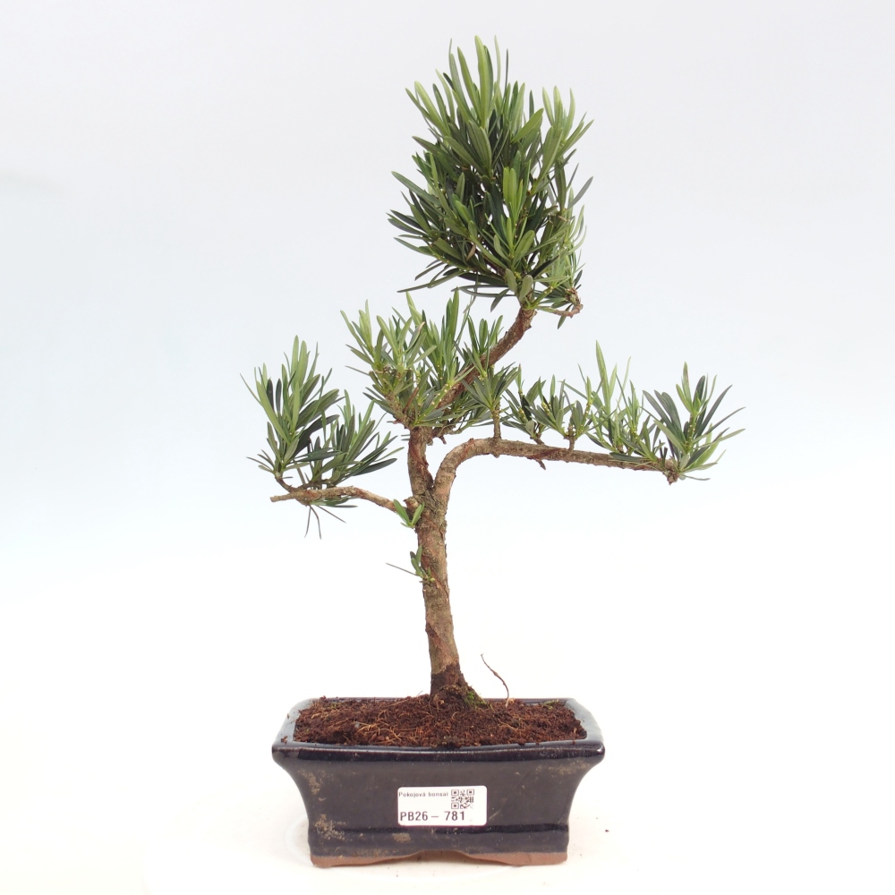 Indoor bonsai - Podocarpus - Stone thous