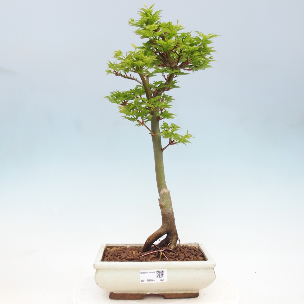 Outdoor bonsai -Javor palm Acer palmatum Shishigashira