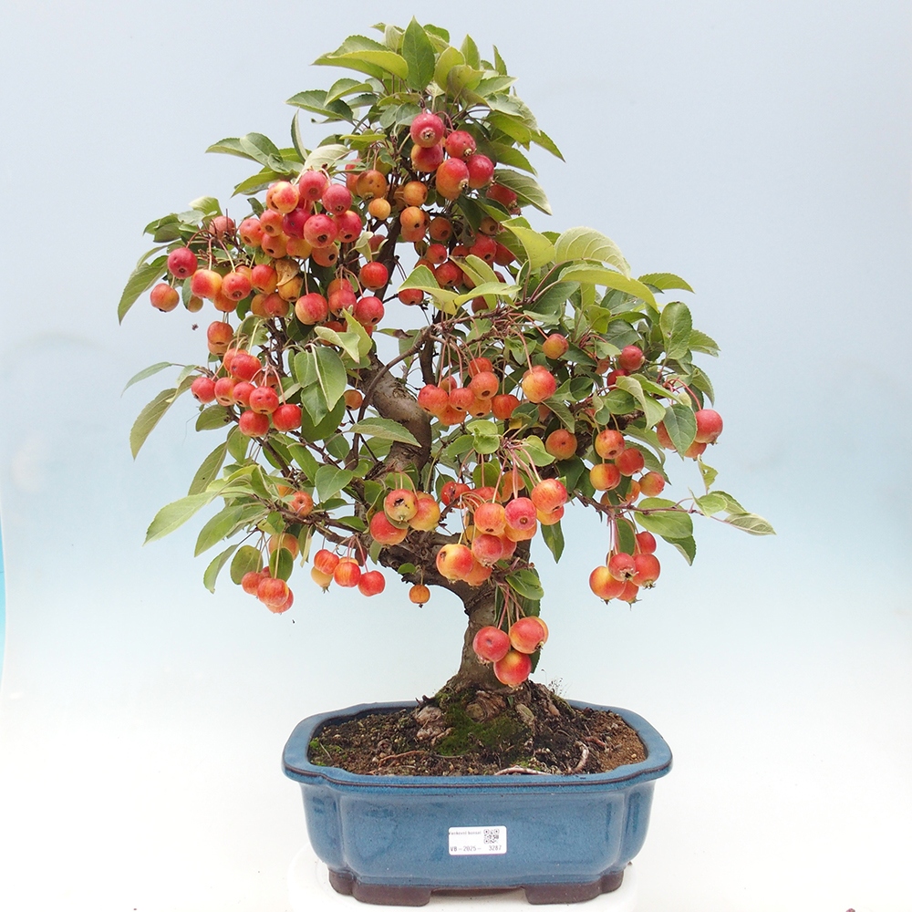 Outdoor bonsai - Malus halliana - Small-fruited apple tree