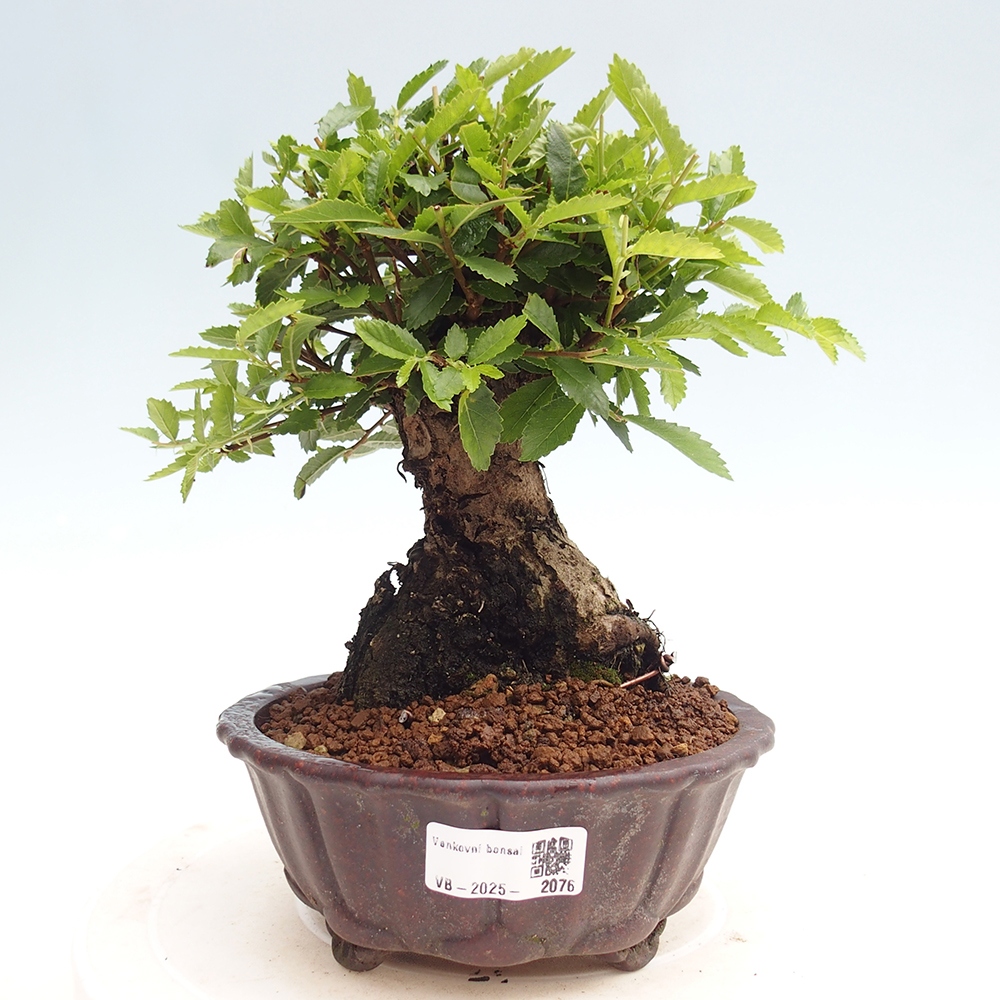 Outdoor bonsai - Zelkova - Zelkova NIRE
