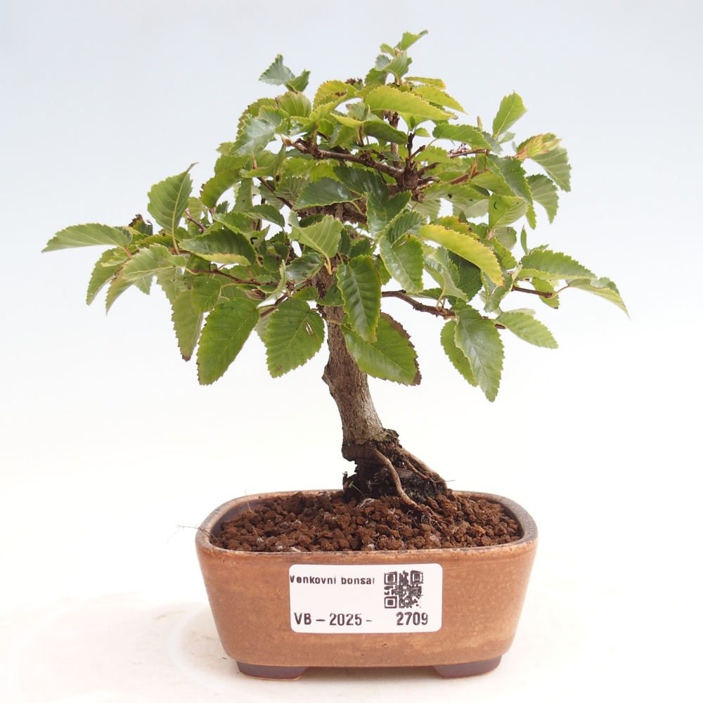 Outdoor bonsai -Carpinus CARPINOIDES - Korean Hornbeam