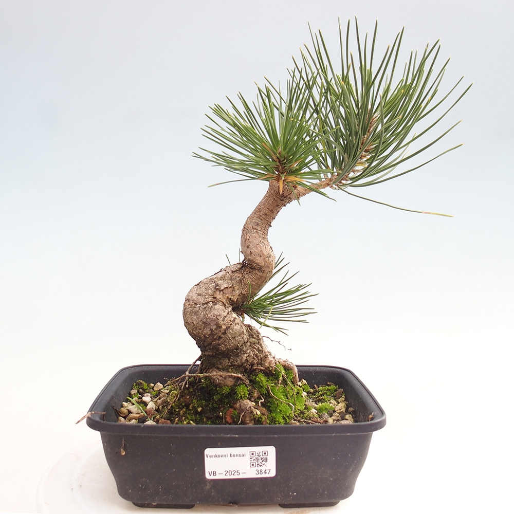 Outdoor bonsai - Pinus thunbergii - Thunberg pine