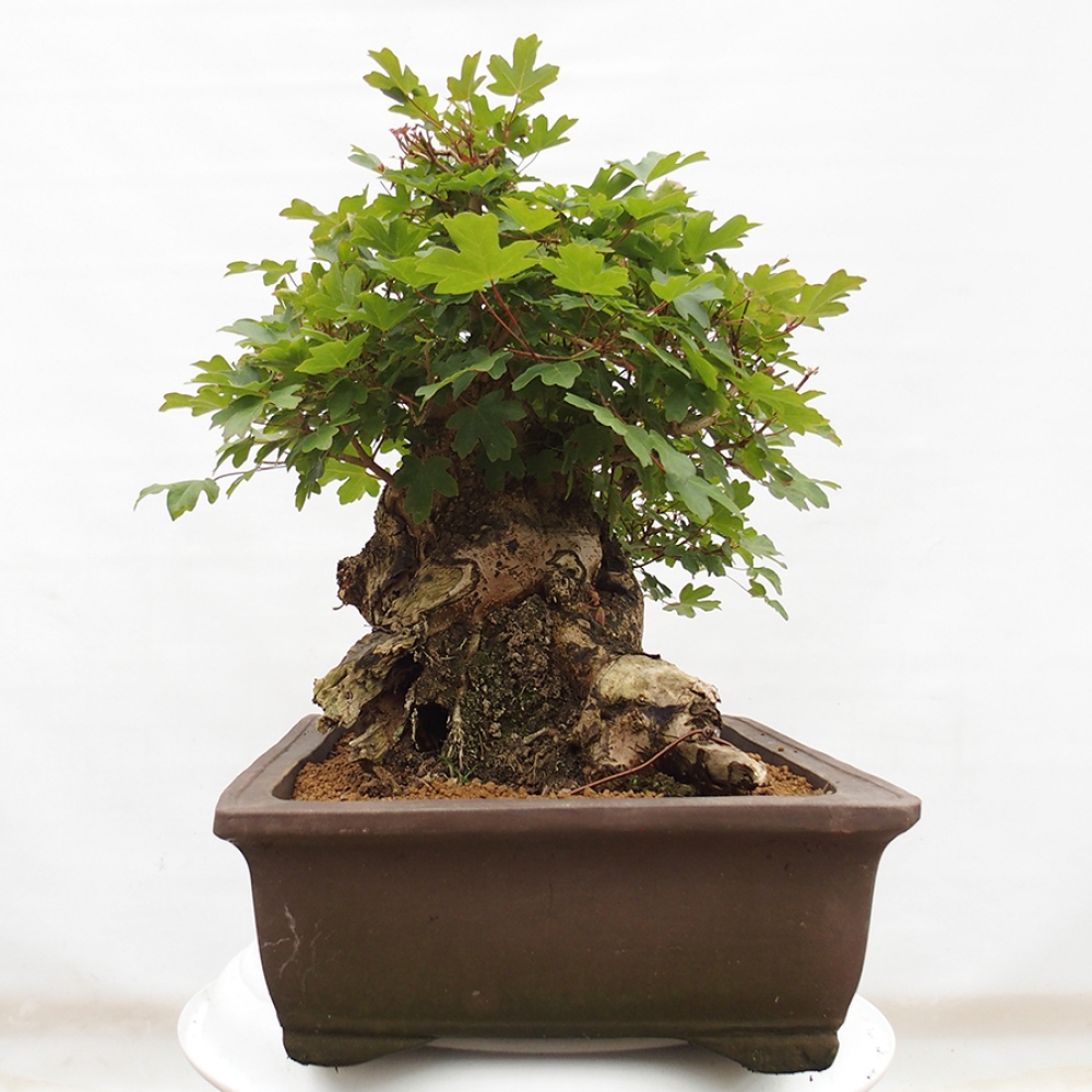 Outdoor bonsai - French Maple - Acer Nonspessulanum