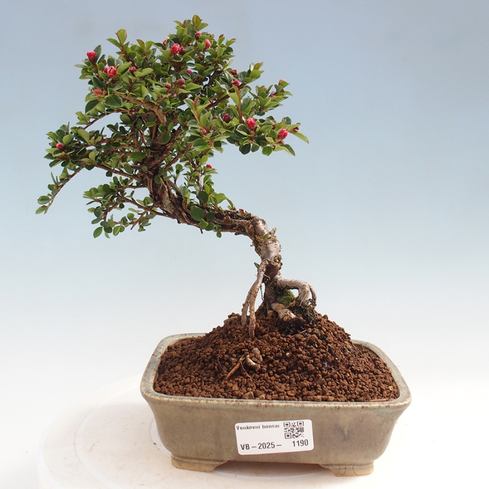 Outdoor bonsai - Cotoneaster horizontalis - Rock tree