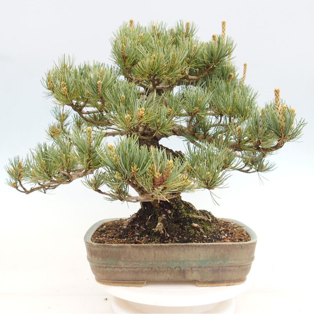 Outdoor bonsai - Pinus parviflora - Pinus parviflora