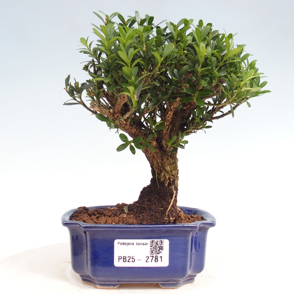 Room Bonsai - Buxus harlandii - Cork boxwood