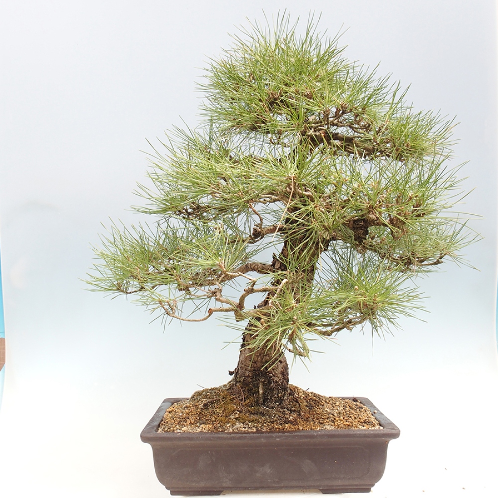 Outdoor bonsai - Pinus thunbergii - Thunberg pine