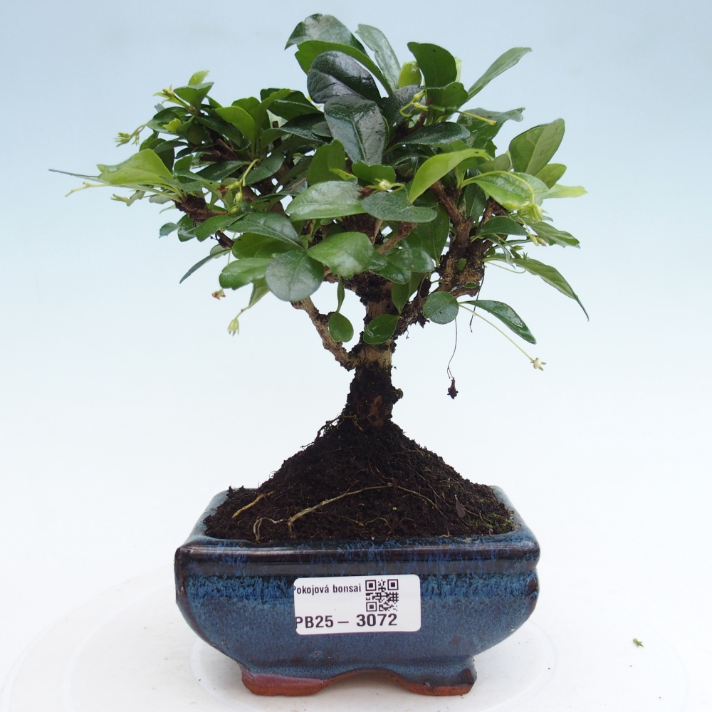 Indoor bonsai - Carmona macrophylla - Fuki tea