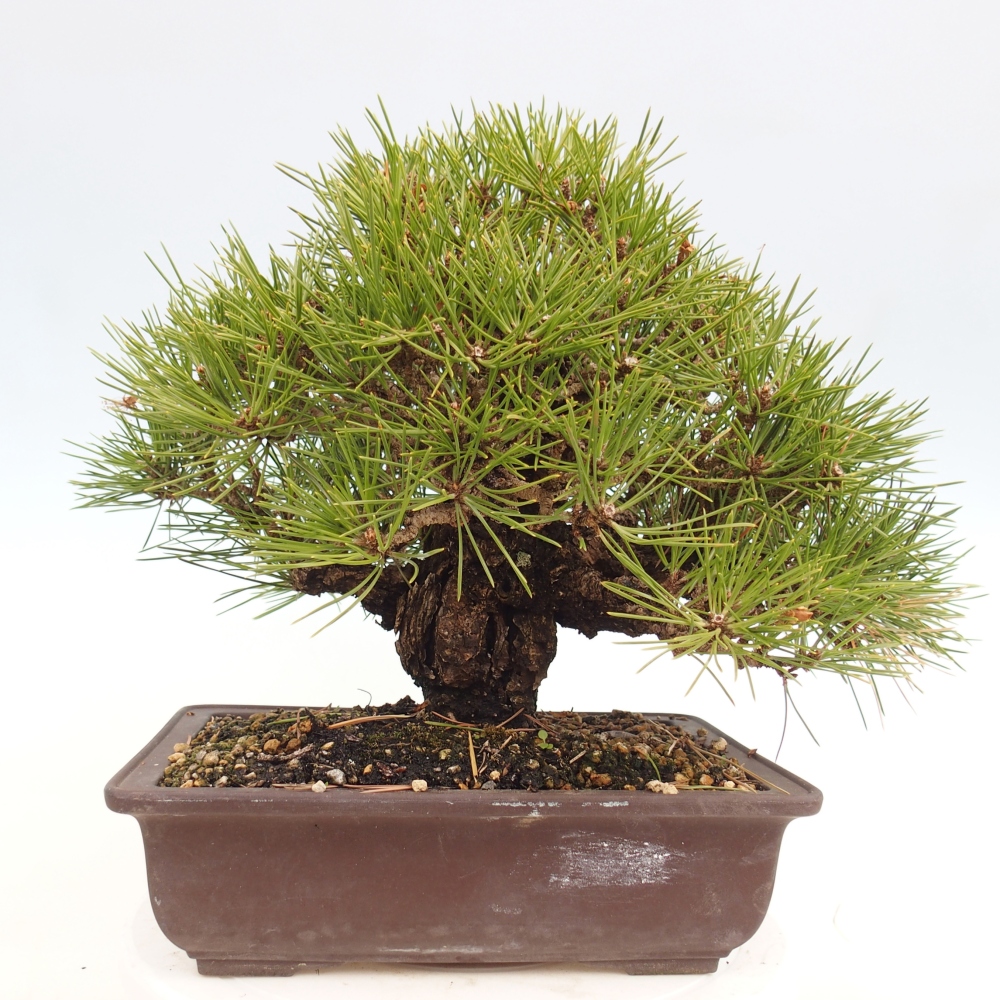 Outdoor bonsai - Pinus thunbergii - Thunberg pine