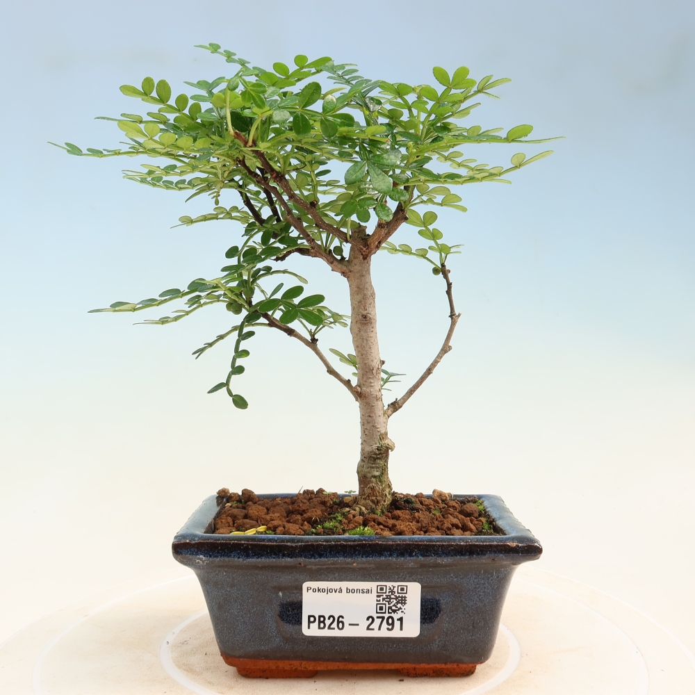 Room bonsai - Zantoxylum piperitum - pepper tree