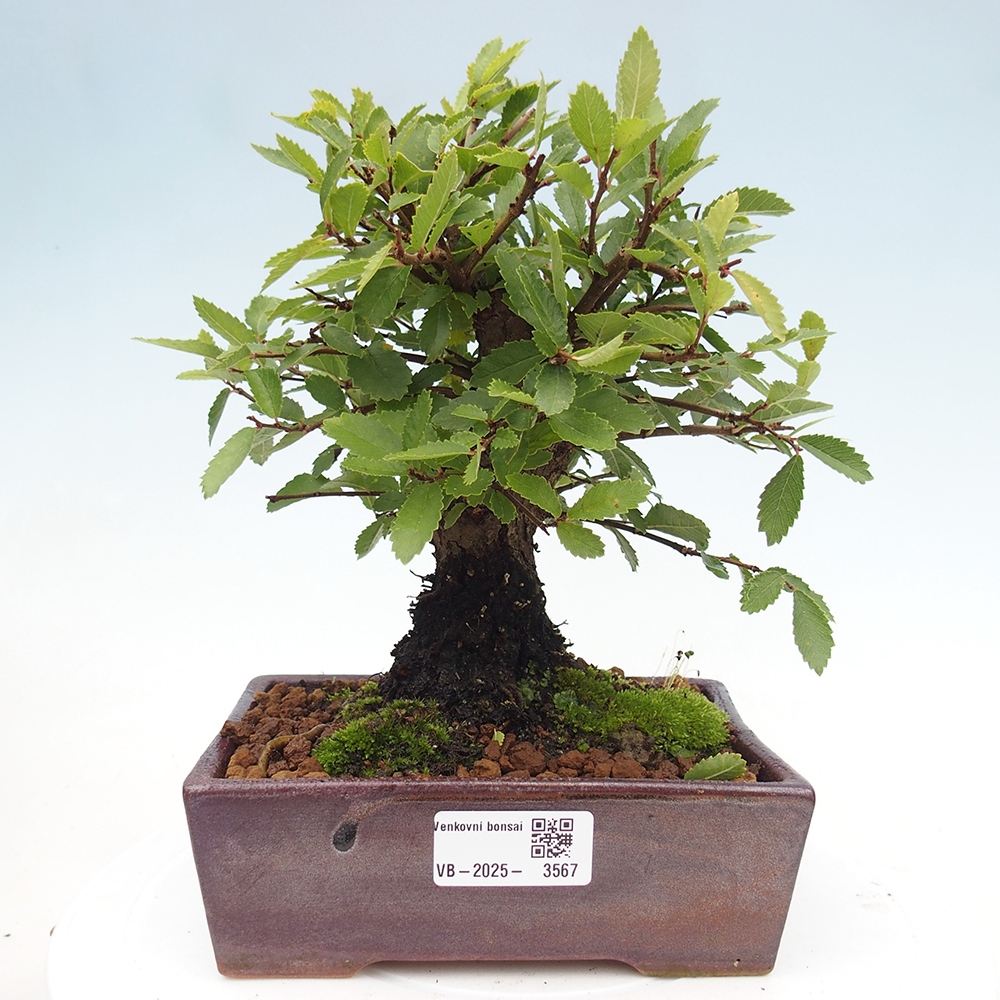 Outdoor bonsai - Zelkova - Zelkova NIRE