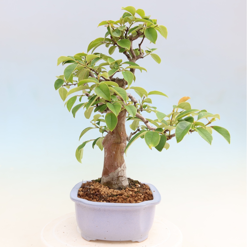 Outdoor bonsai - Pseudocydonia sinensis - Chinese quince
