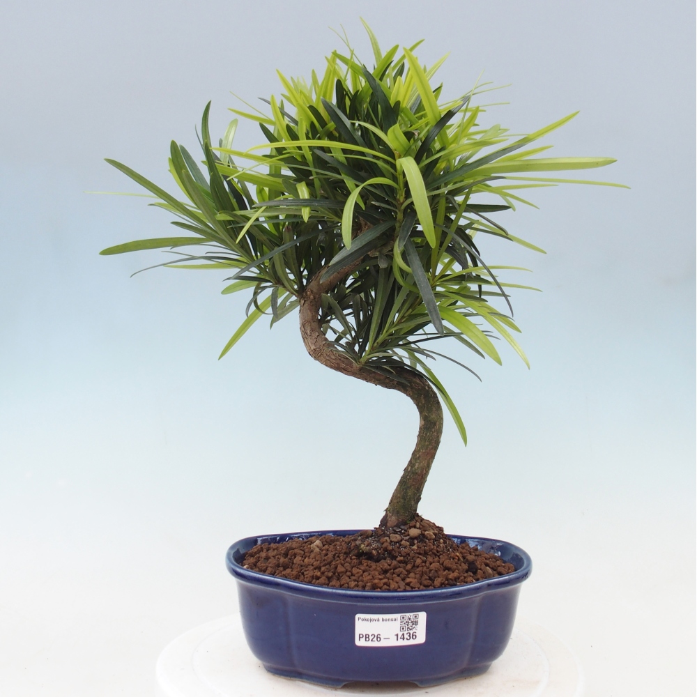 Room bonsai - Podocarpus - Stone Yew