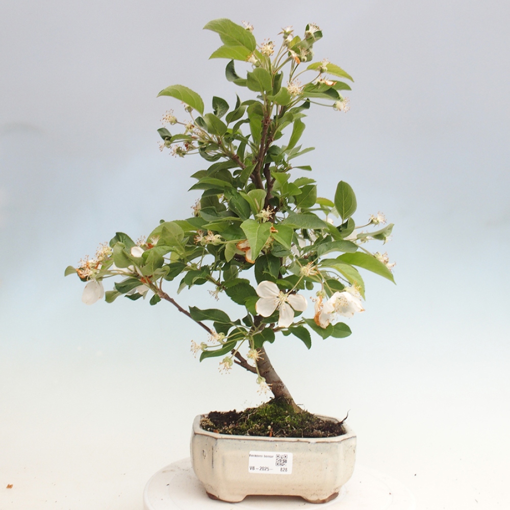Outdoor bonsai - Malus halliana - Small-fruited apple tree