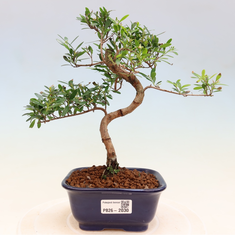 Room bonsai - Syzygium - Pimento