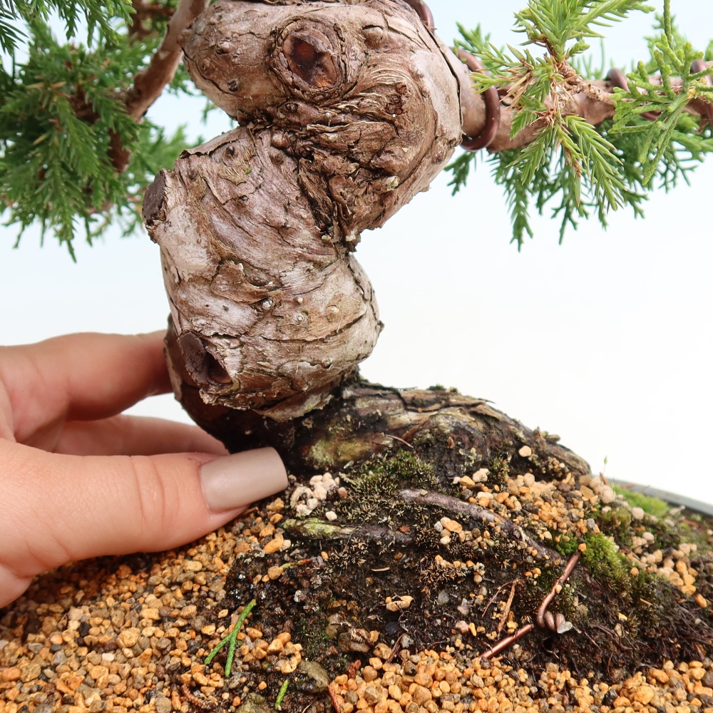 Outdoor Bonsai - Juniperus chinensis Itoigawa - Chinese Juniper