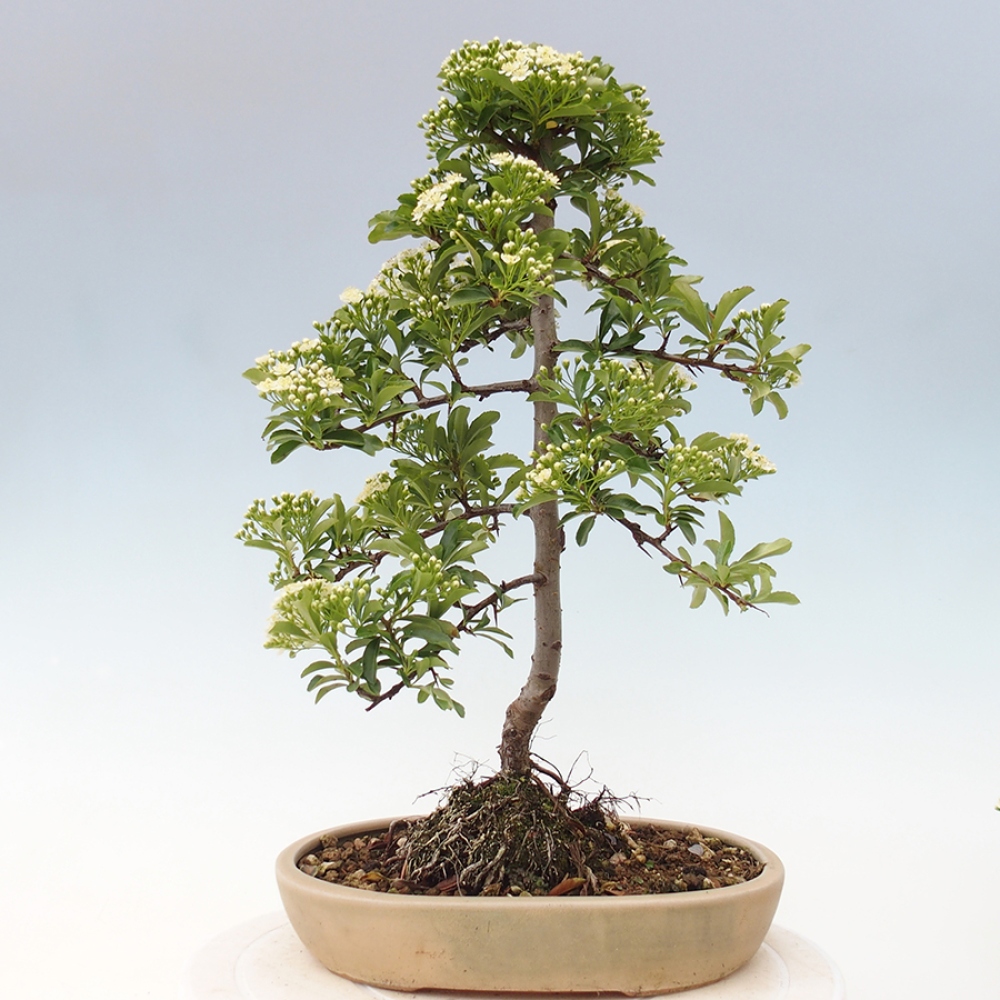 Outdoor Bonsai-Pyracanta Teton -Bakery