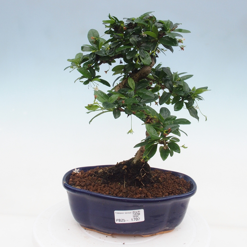 Room bonsai - Carmona macrophylla - Tea fuki