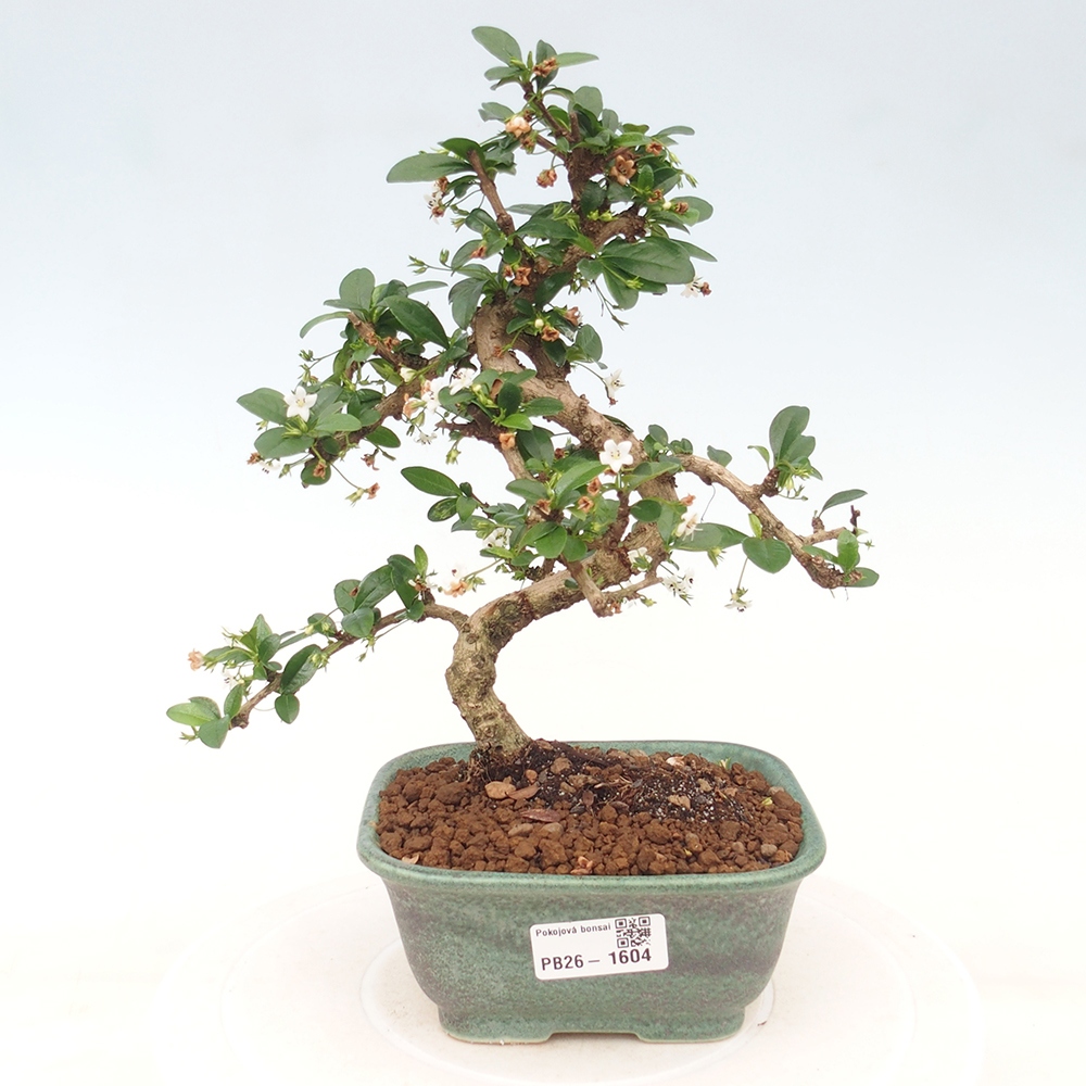 Room bonsai - Carmona macrophylla - Tea fuki