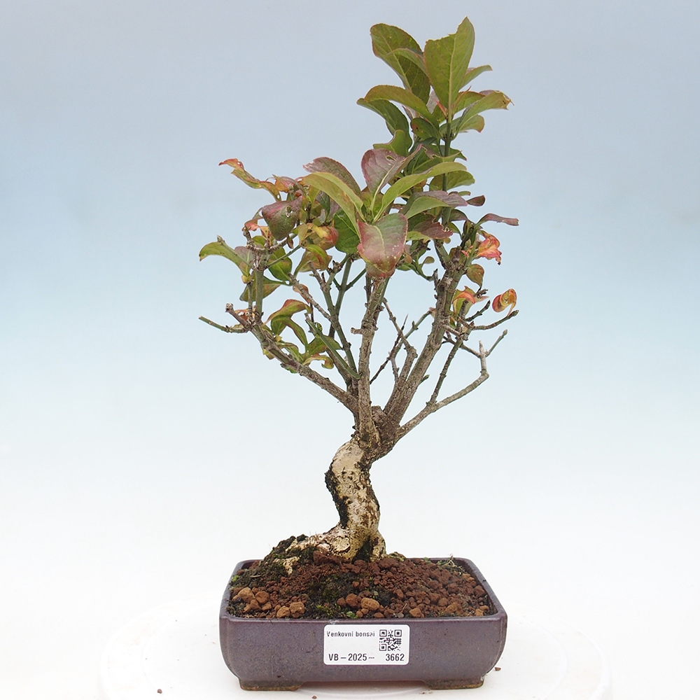 Outdoor bonsai- European elm - euonimus