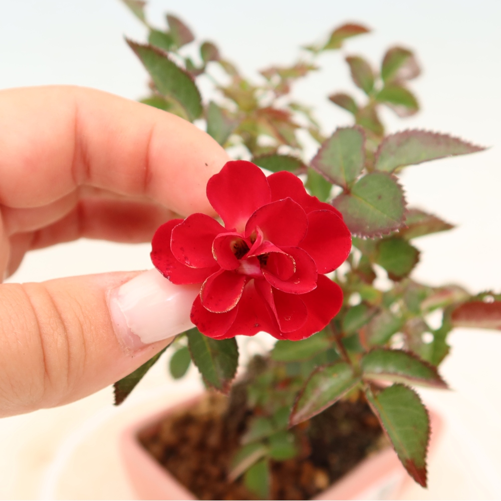 Outdoor Bonsai - Rosa Kordes - Rose