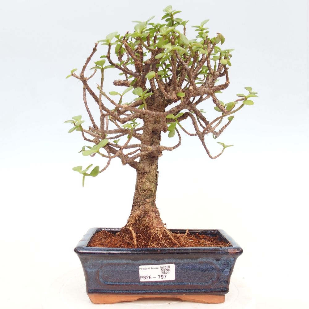 Room bonsai - Portulakaria Afra - Tlustice