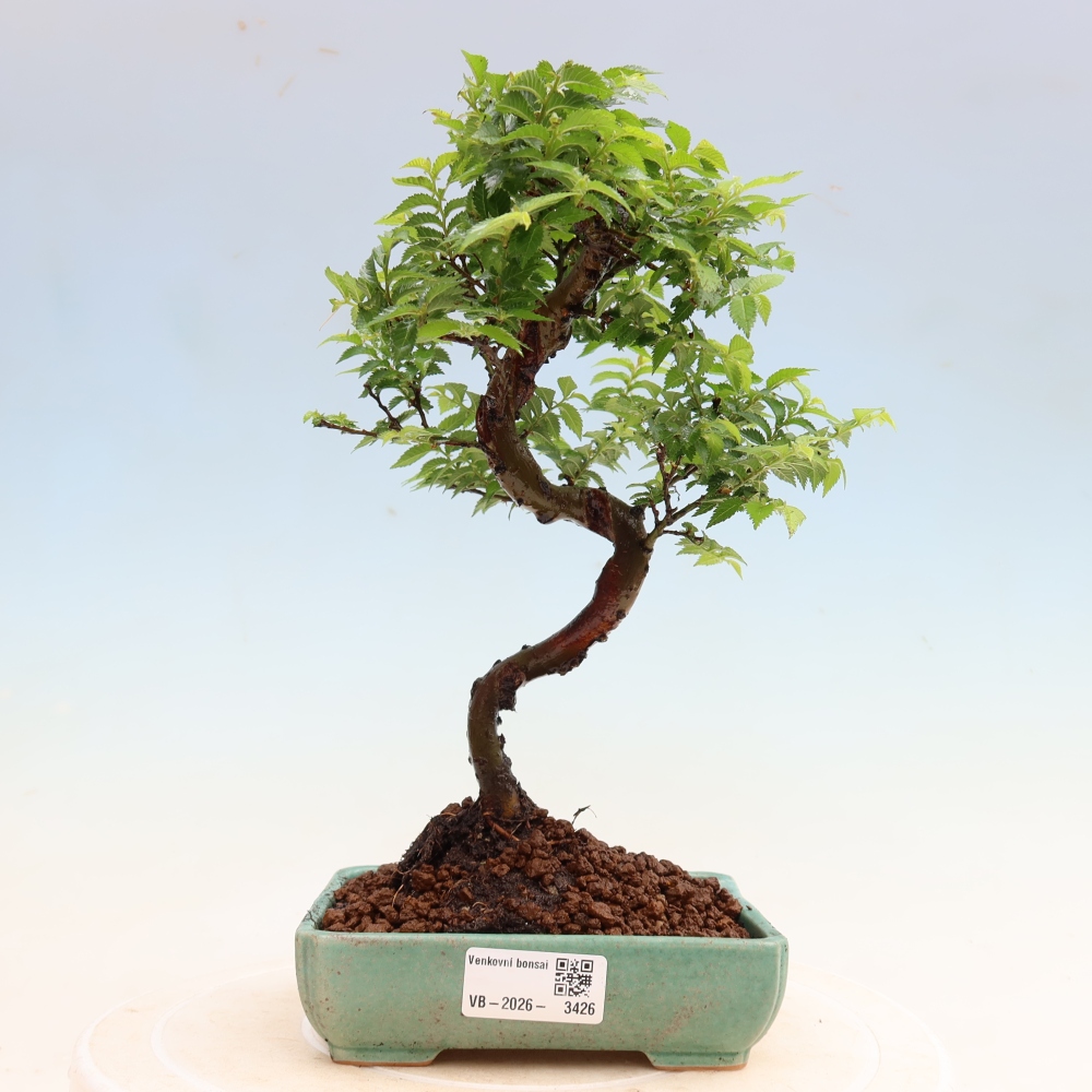 Outdoor Bonsai - Ulmus Jacqueline Hillier - European White Elm